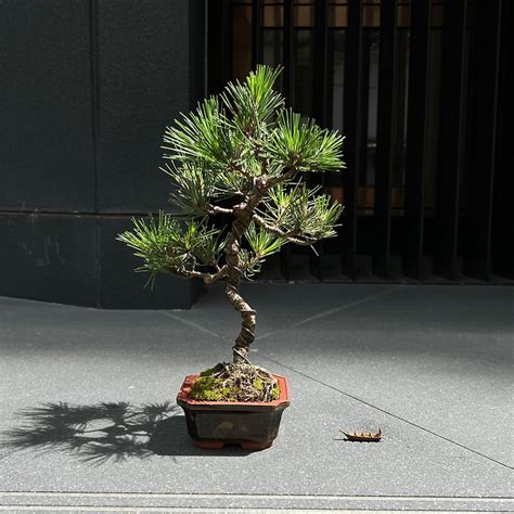 長青樹盆栽|常青樹 日本三河黑松∣文人盆景盆栽樹 mu bonsai 茉。